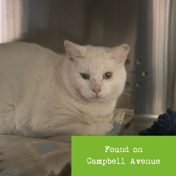Jack Frost is a Domestic Short Hair cat, available for adoption in Lynchburg, VA.