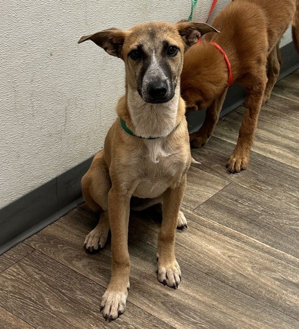 Mayday is a Shepherd mix dog, available for adoption in San Diego, CA.