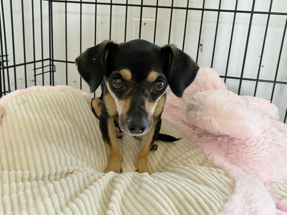 Kali is a Chihuahua dog, available for adoption in El Paso, TX.