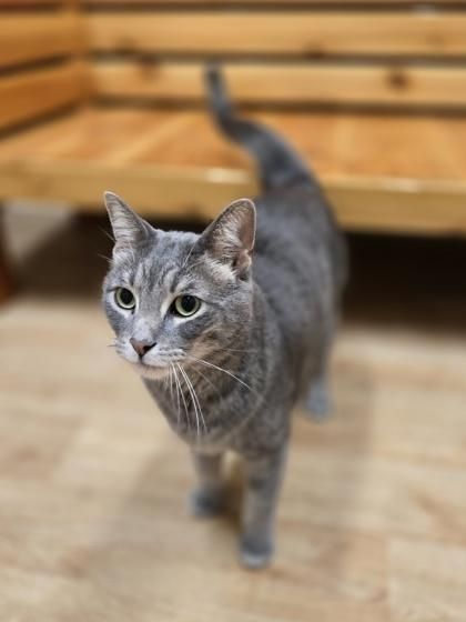 Fish is a Domestic Short Hair mix cat, available for adoption in Woodstock, IL.