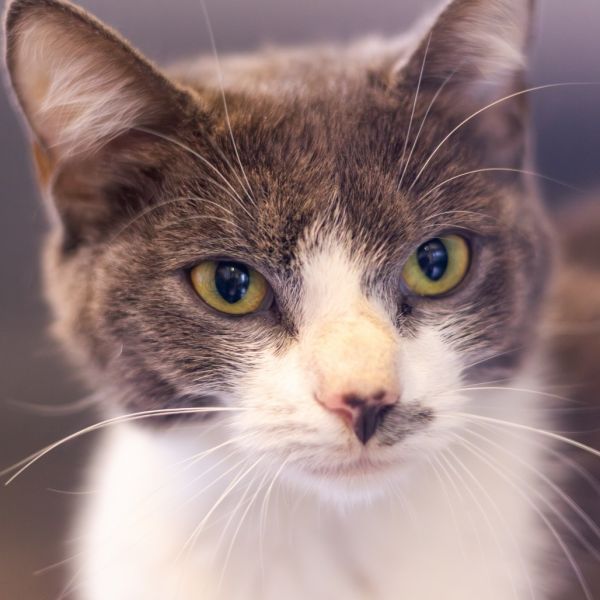 Maple is a Domestic Short Hair cat, available for adoption in Newark, DE.