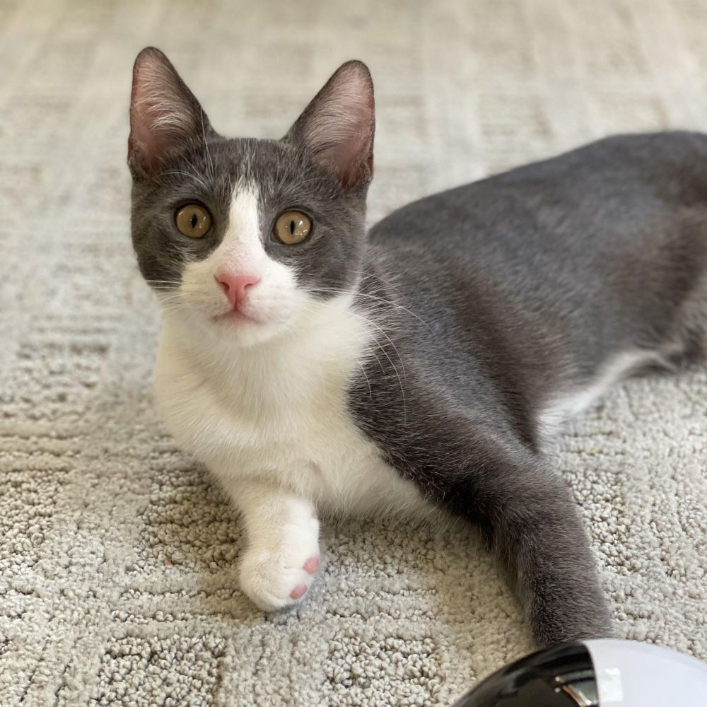 Gunnr & Rikr- high energy happiness is a Domestic Short Hair cat, available for adoption in Manchester, VT.