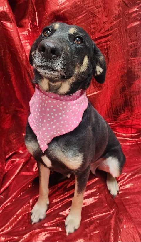 Daisy Lou is a Mixed Breed dog, available for adoption in Sullivan, IN.