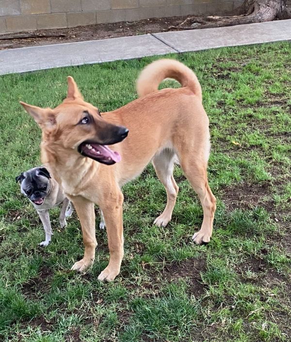 Leota is a German Shepherd Dog available for adoption in San Bernardino, CA.