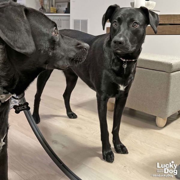 Fia is a Labrador Retriever and Shepherd dog, available for adoption in Washington, DC.