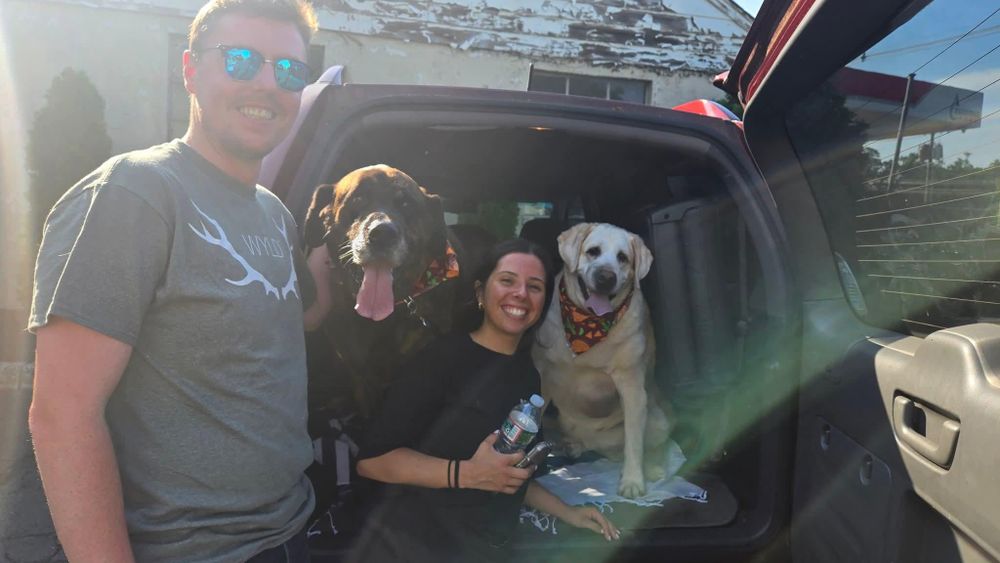 Chewy and Brody FOSTER NEEDED is a Labrador Retriever and Mastiff dog, available for adoption in Caldwell, NJ.