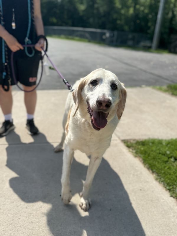 Doug is a Hound mix dog, available for adoption in Elmsford, NY.