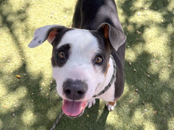 CHEVY is a Pit Bull Terrier and Mixed Breed dog, available for adoption in Phoenix, AZ.
