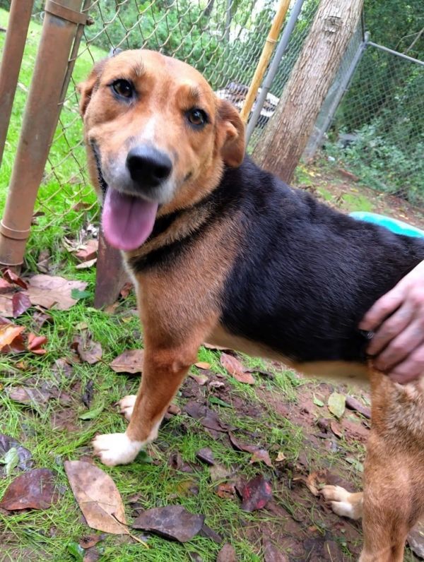 Molly is a Shepherd dog, available for adoption in Troy, AL.
