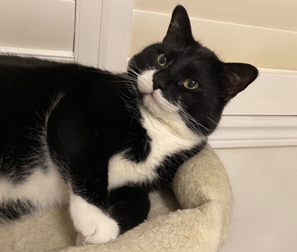 Neville (+Chenille) is a Domestic Short Hair mix cat, available for adoption in Richmond Hill, ON.