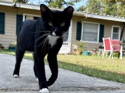 Axel is a Domestic Short Hair cat, available for adoption in River Ridge, LA.