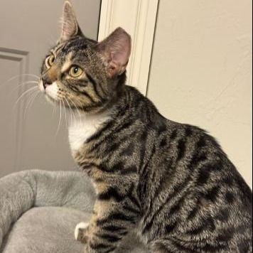 Yara is a Domestic Short Hair cat, available for adoption in Tulsa, OK.