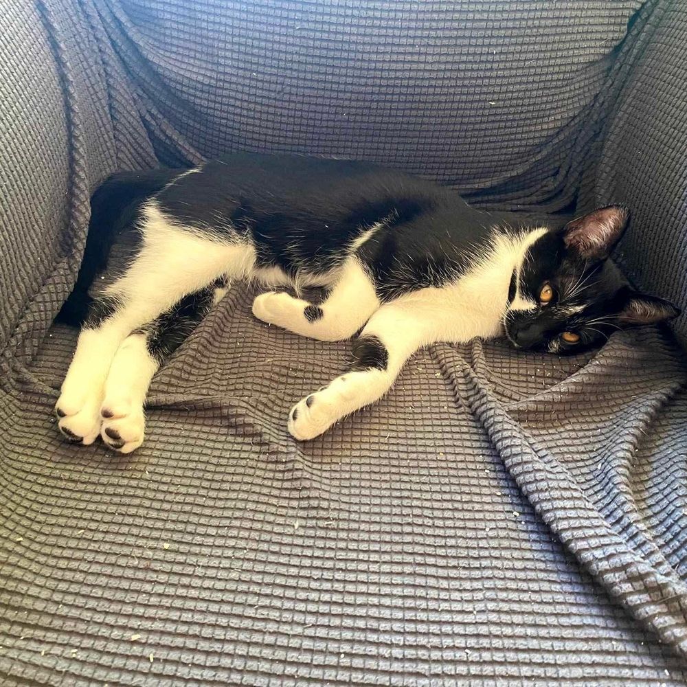 Mickey Mustache - Cool Litter is a Domestic Short Hair cat, available for adoption in Gladstone, OR.