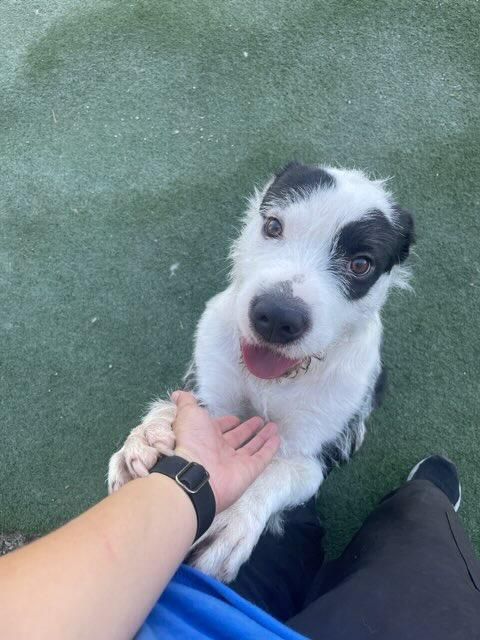 Snickerdoodle is a Terrier mix dog, available for adoption in Rockwall, TX.