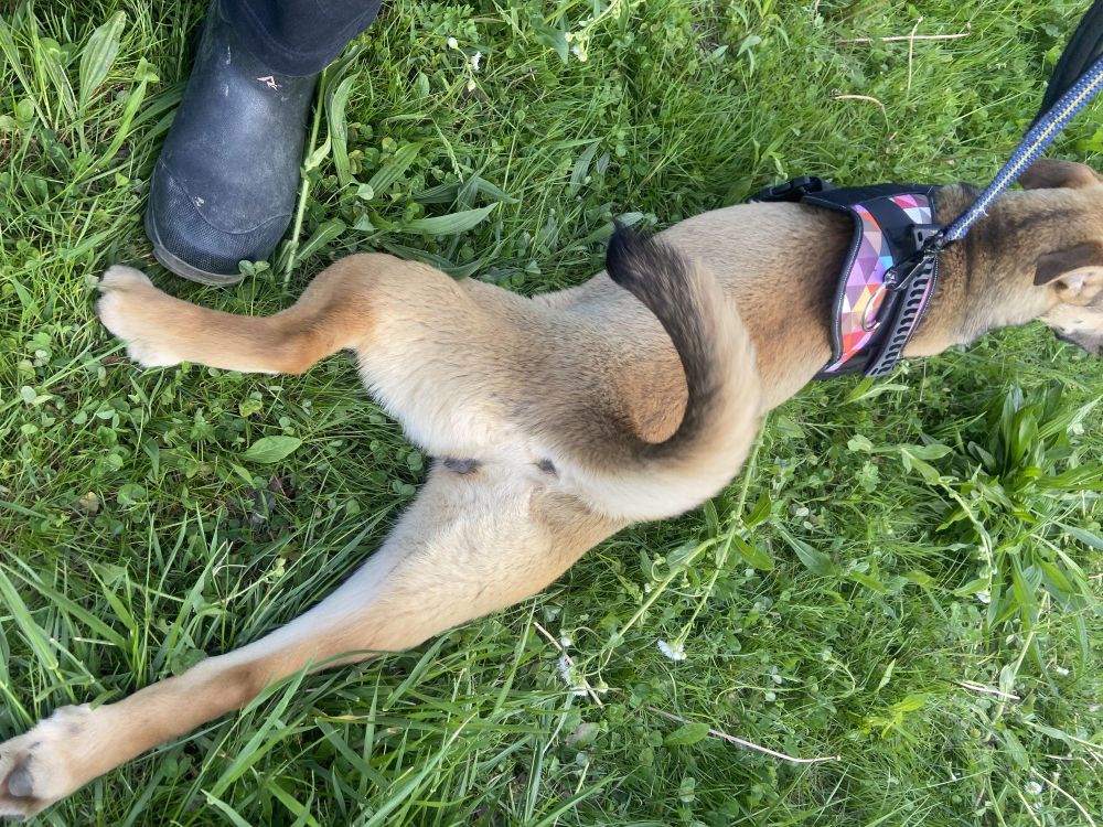 Twinkie is a Mixed Breed dog, available for adoption in Sunbright, TN.