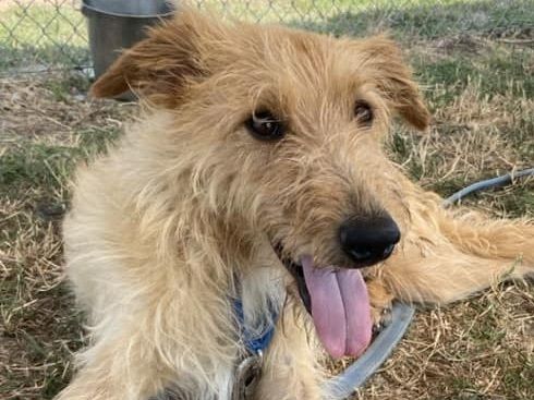 Sriracha is a Mixed Breed dog, available for adoption in Georgetown, TX.