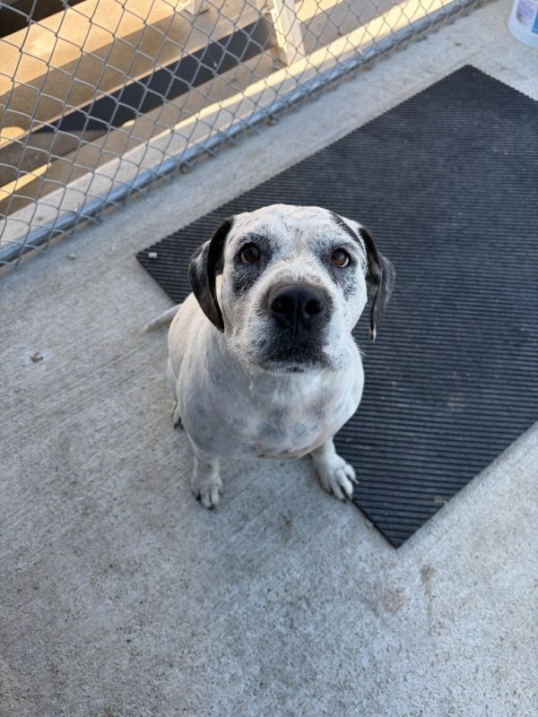 Shorty is a Mixed Breed dog, available for adoption in Portland, IN.