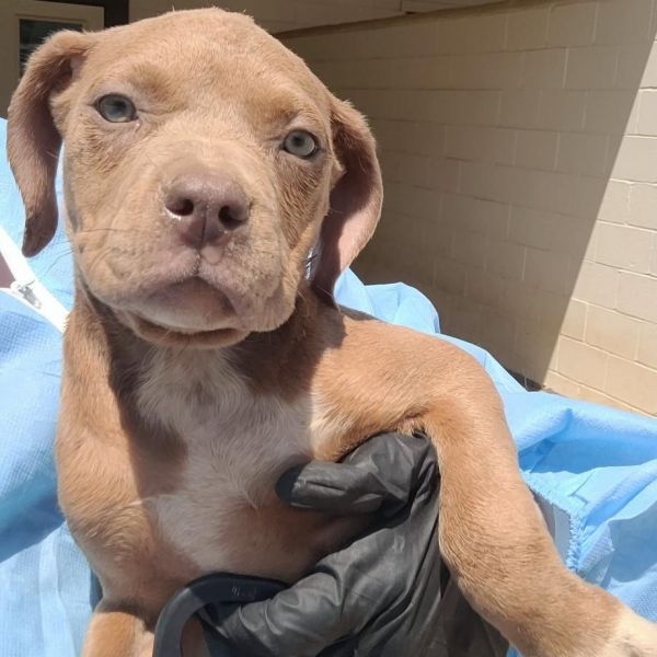 Katie 2156 is a Siberian Husky and Labrador Retriever dog, available for adoption in LOXAHATCHEE, FL.