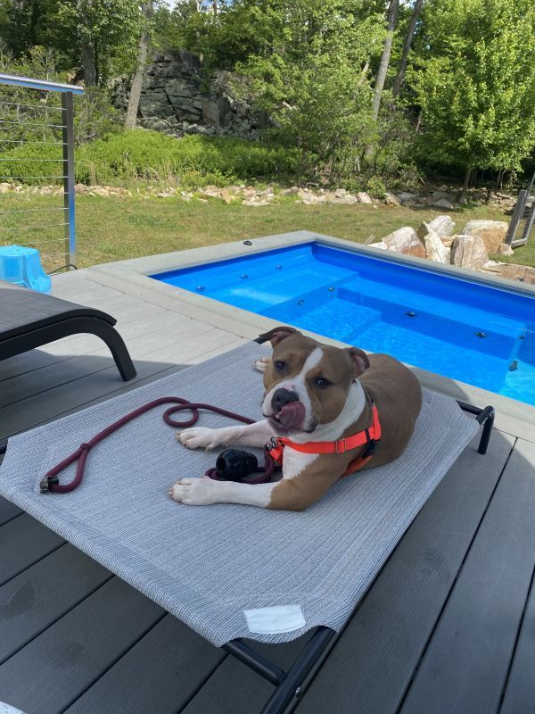 Draco is a Pit Bull Terrier dog, available for adoption in Alexandria, VA.