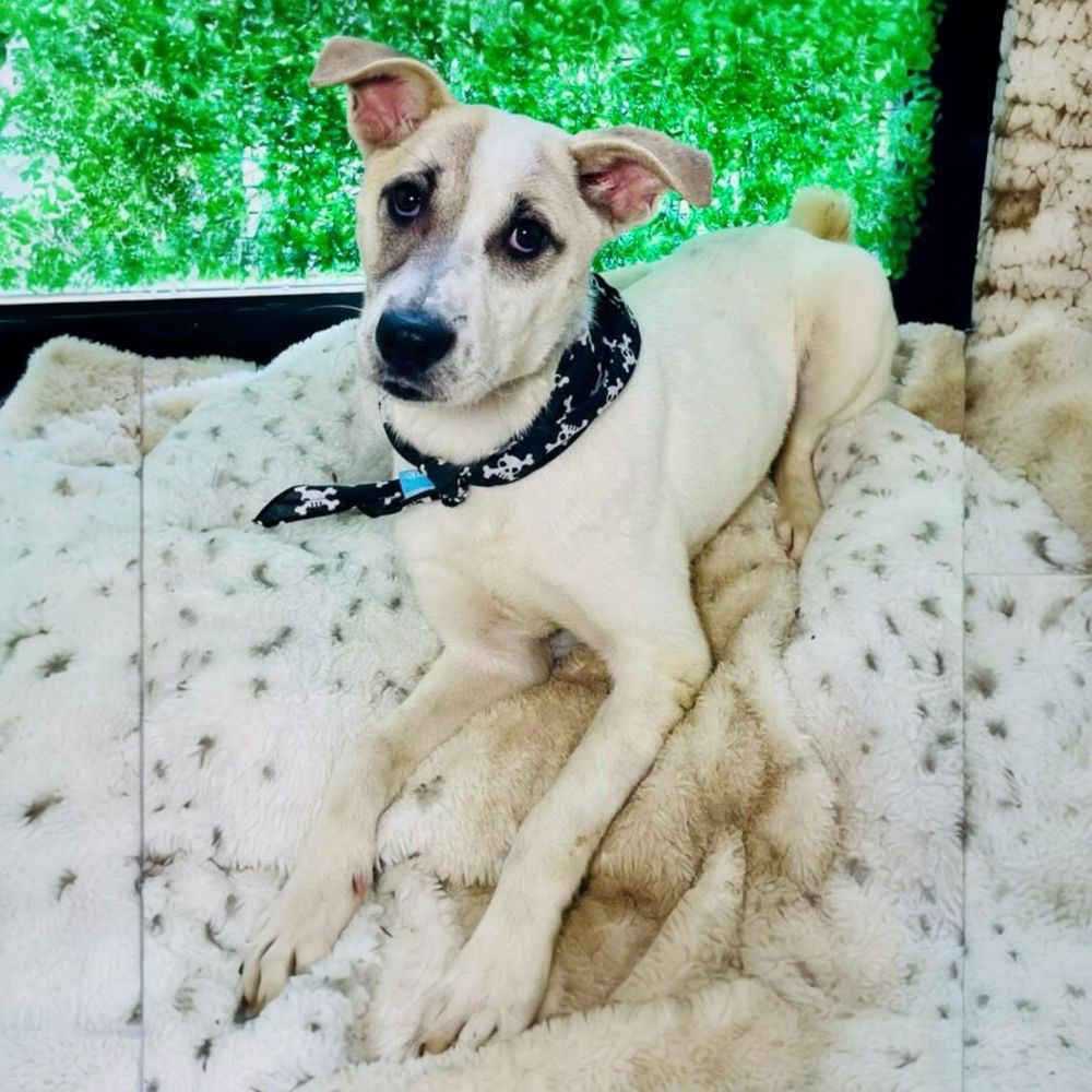 Amelia is a Australian Cattle Dog / Blue Heeler and Feist available for adoption in Pittstown, NJ.
