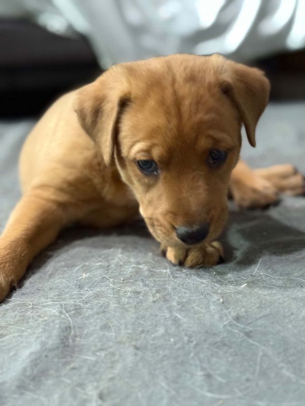 Laverne is a Labrador Retriever and Bullmastiff dog, available for adoption in Tucson, AZ.