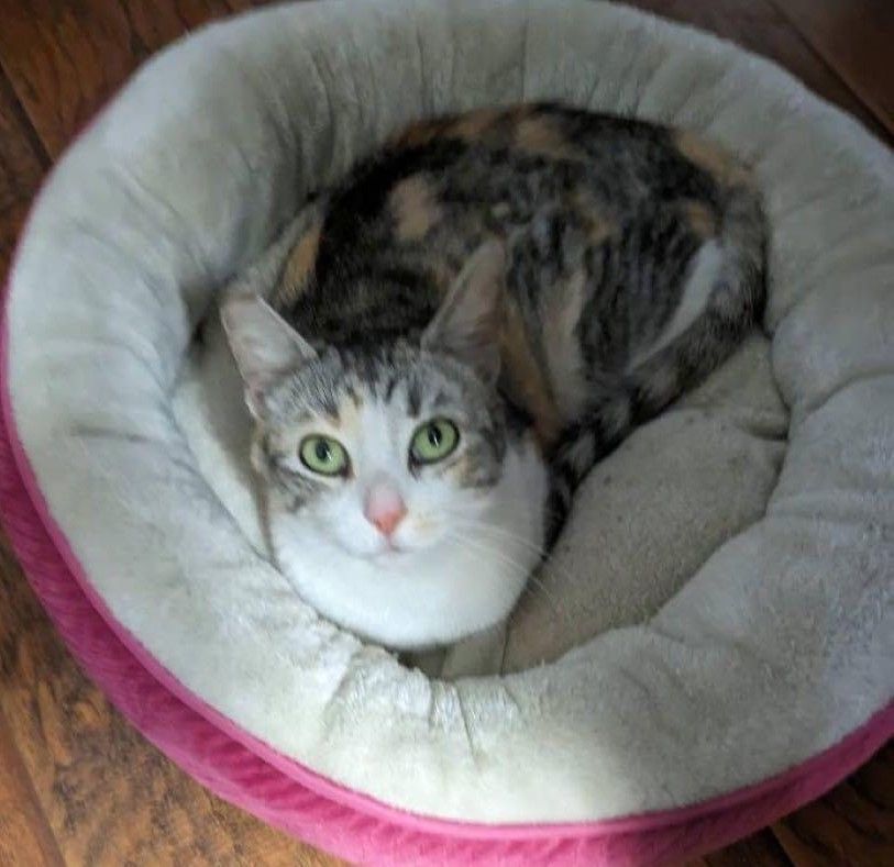 Karolina is a Domestic Short Hair cat, available for adoption in Los Angeles, CA.