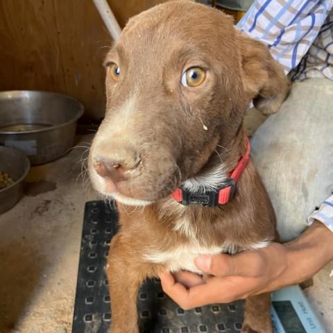 APM-Stray-ap20 is a Chocolate Labrador Retriever dog, available for adoption in Tucson, AZ.