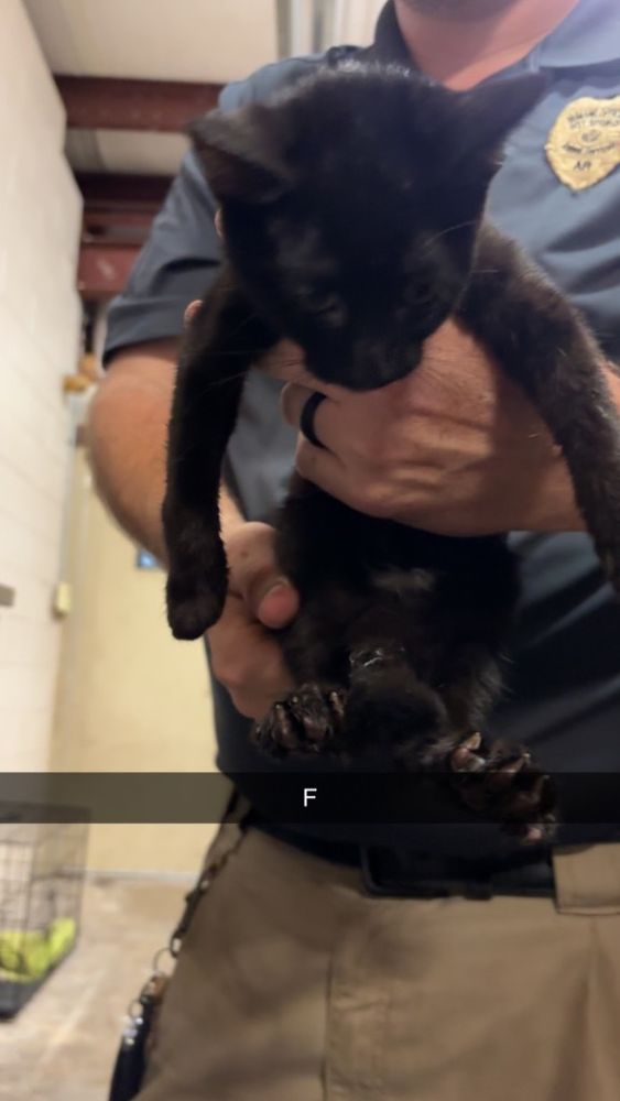 June is a Domestic Short Hair mix cat, available for adoption in Hot Springs, AR.