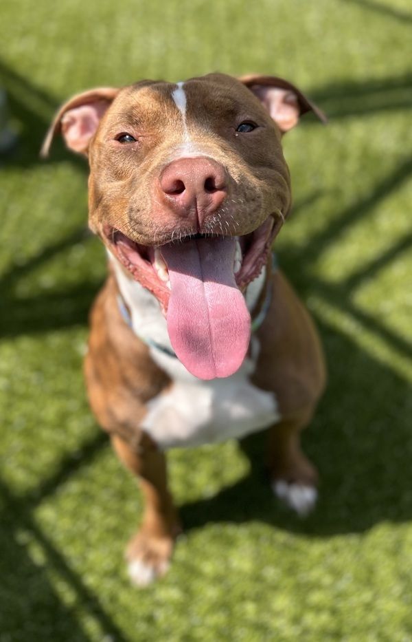 Link is a Mixed Breed dog, available for adoption in Pontiac, MI.