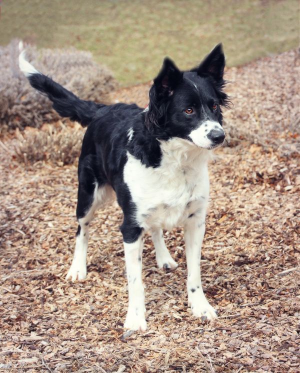 Abbie is a Border Collie mix dog, available for adoption in Twin Falls, ID.