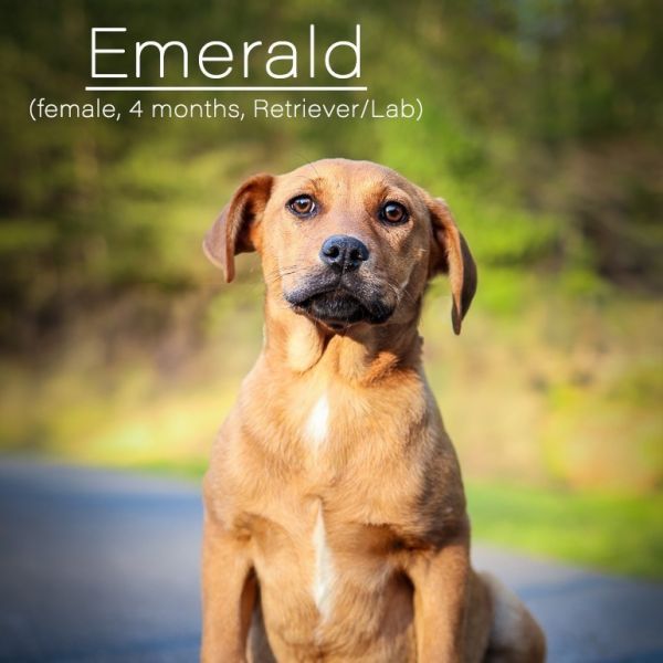 Emerald is a Labrador Retriever dog, available for adoption in Morganton, NC.