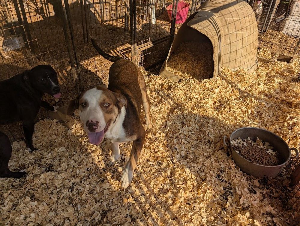 DUSTY is a Labrador Retriever and Husky dog, available for adoption in Fosters, AL.