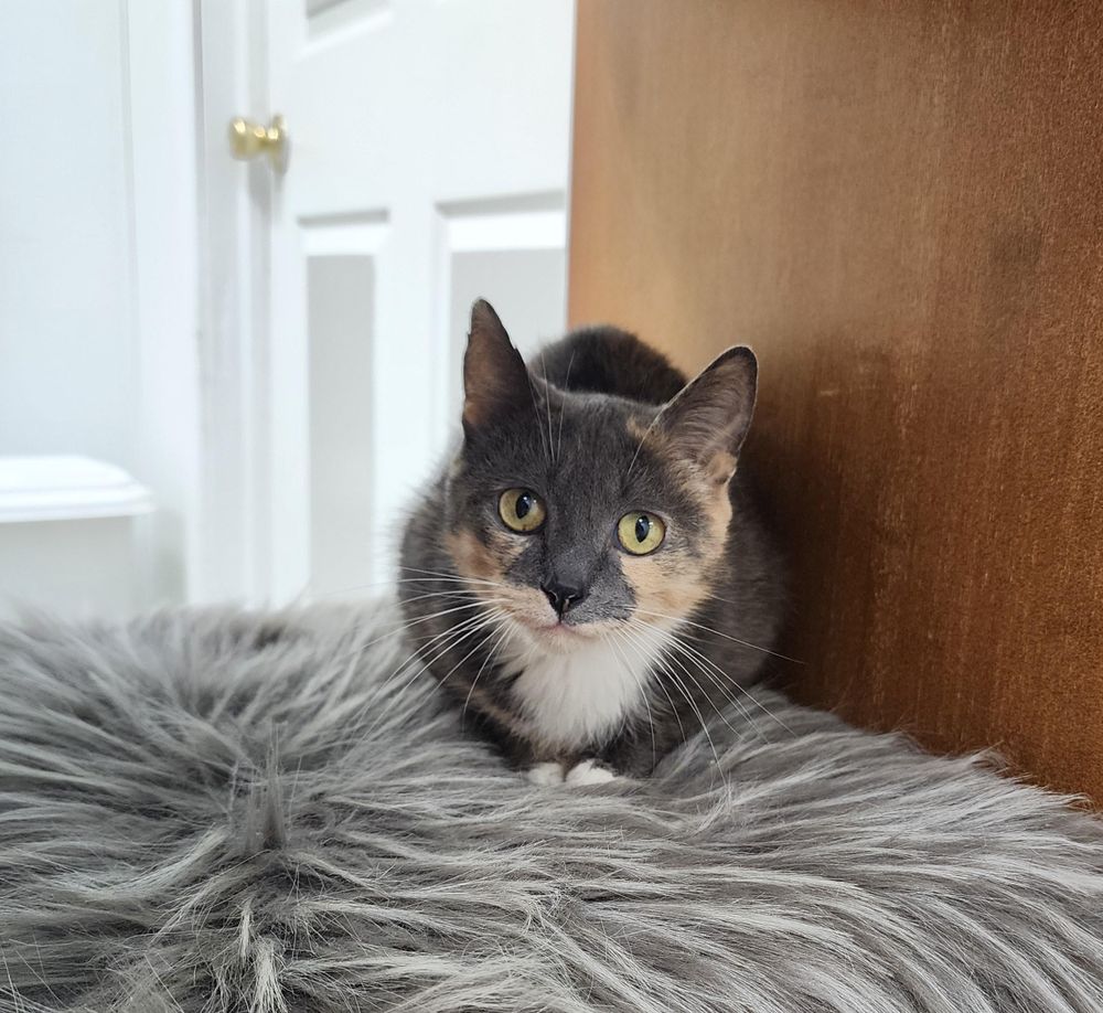 Basket is a Domestic Short Hair mix cat, available for adoption in Carsonville, MI.