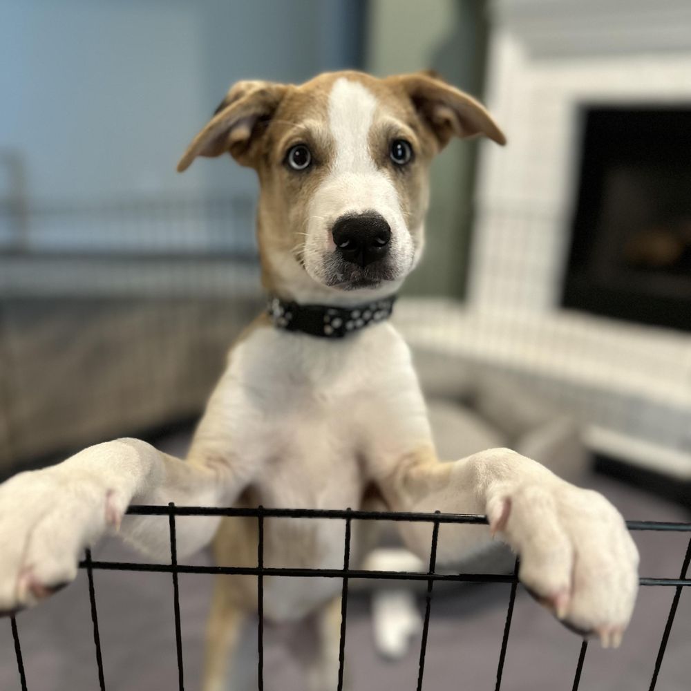 Cameron is a Mixed Breed dog, available for adoption in Charlotte, NC.