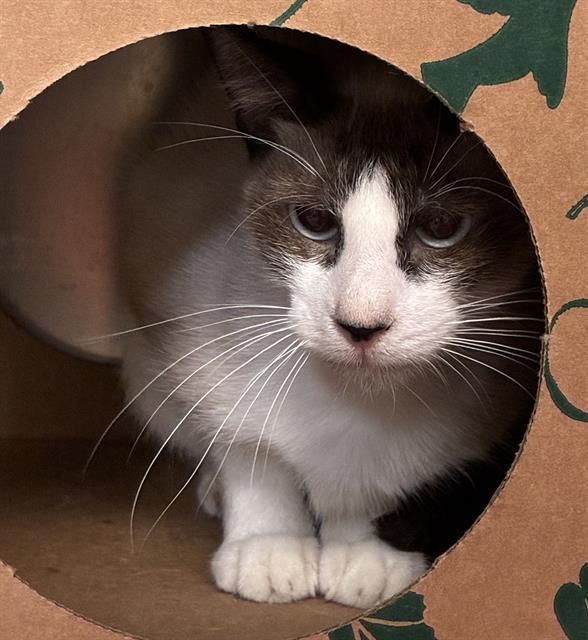 JASPER is a Siamese cat, available for adoption in Olivette, MO.