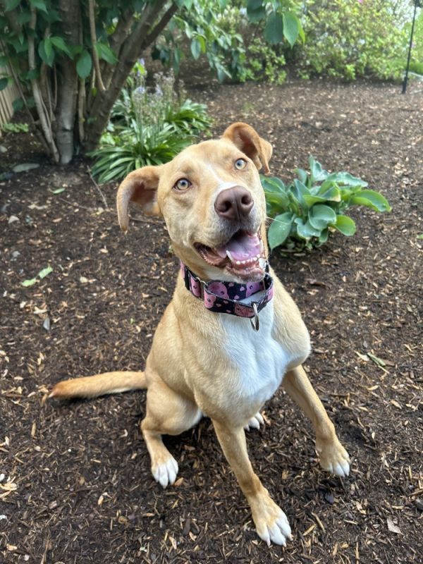 Scarlett is a Shepherd and Terrier dog, available for adoption in Washington, DC.