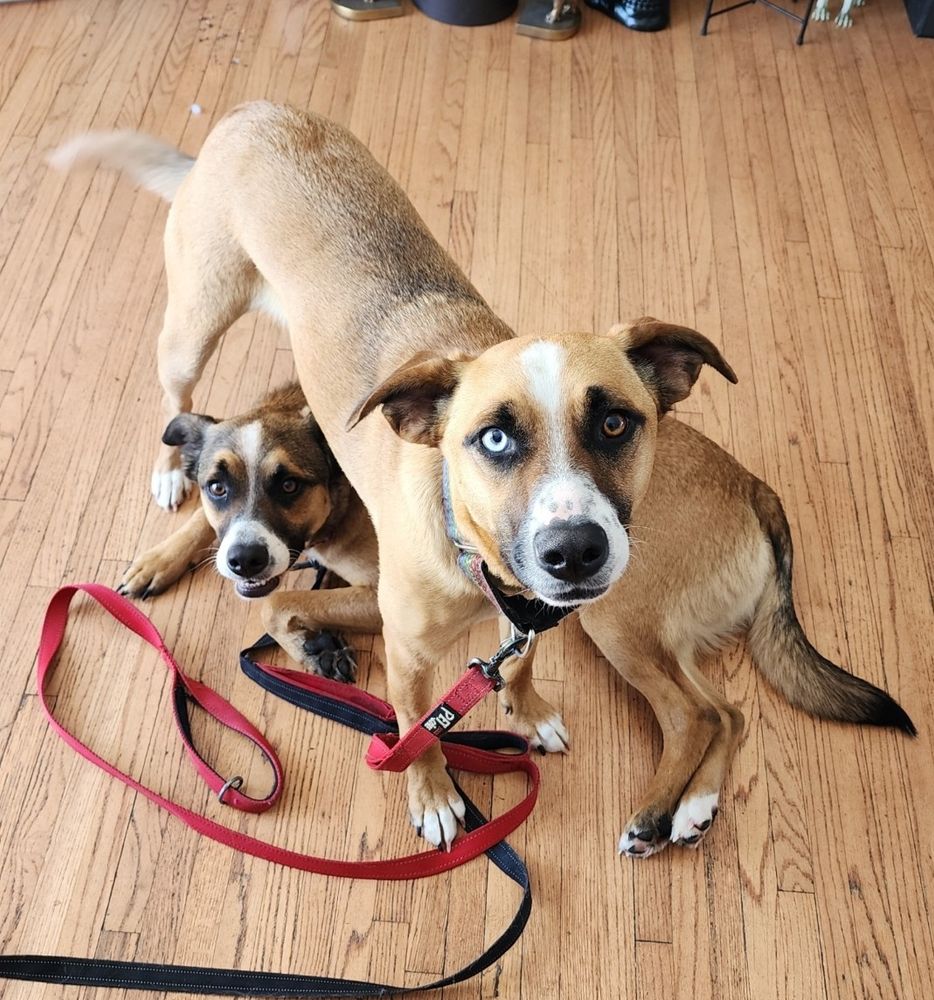 BEN is a German Shepherd Dog and Husky available for adoption in Sioux Falls , SD.