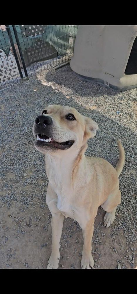 Cleo (Cotta P4) is a Labrador Retriever and Mixed Breed dog, available for adoption in Pahrump, NV.