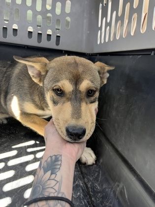 Becky G is a Shepherd and Mixed Breed dog, available for adoption in Fresno, CA.