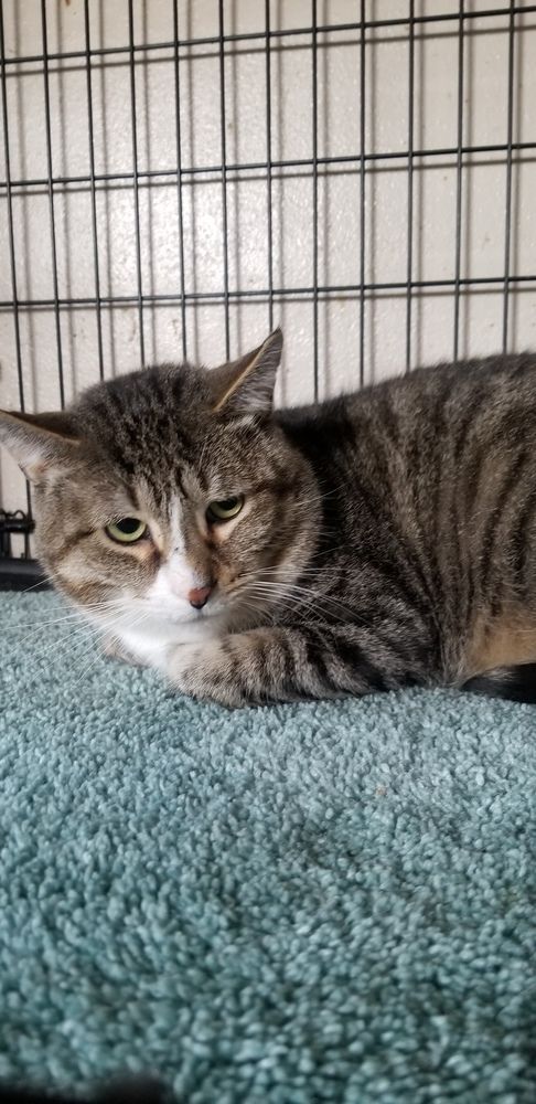 Peter is a Domestic Short Hair cat, available for adoption in Lorain, OH.