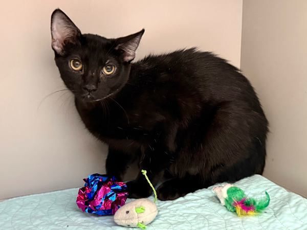 Boom Chocolatta is a Domestic Short Hair mix cat, available for adoption in New York, NY.