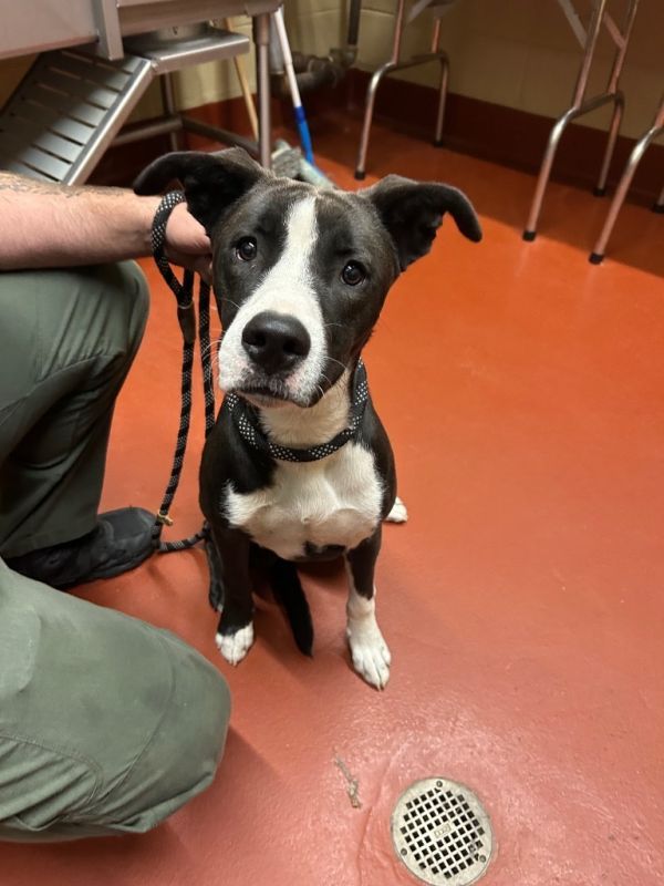 Diggie-Smalls is a Mixed Breed dog, available for adoption in Douglasville, GA.