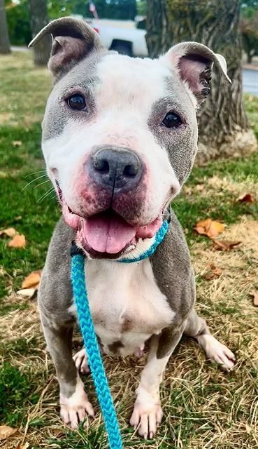 MARY LOUISE is a Terrier and Mixed Breed dog, available for adoption in Olivette, MO.