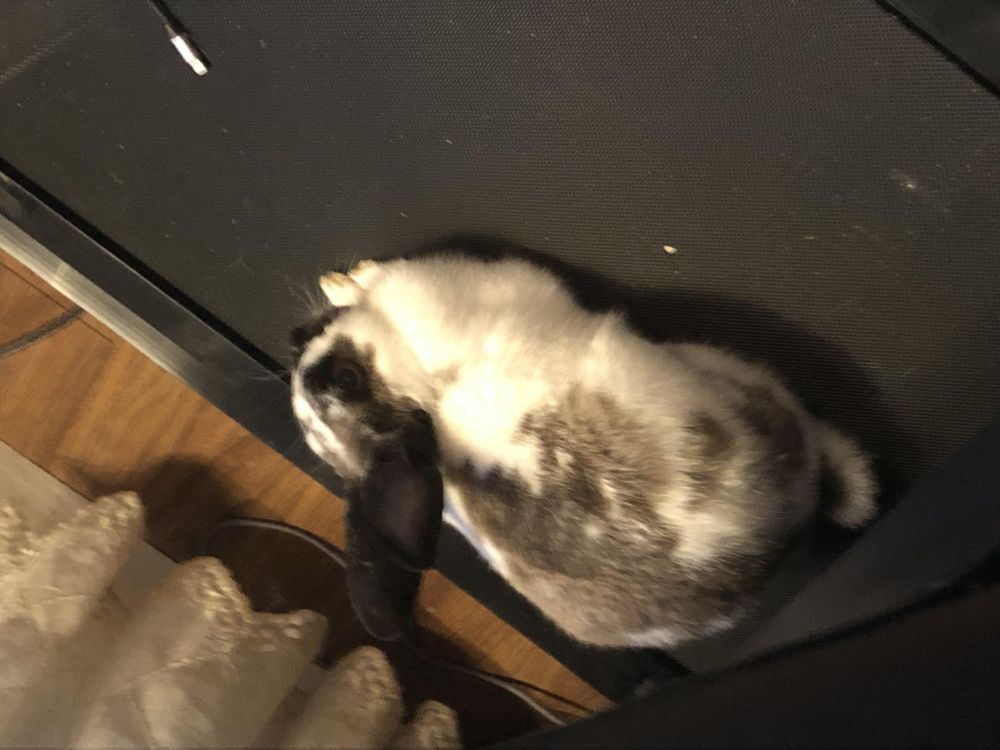 Sushi is a Rex and Bunny Rabbit available for adoption in FOLEY, AL.