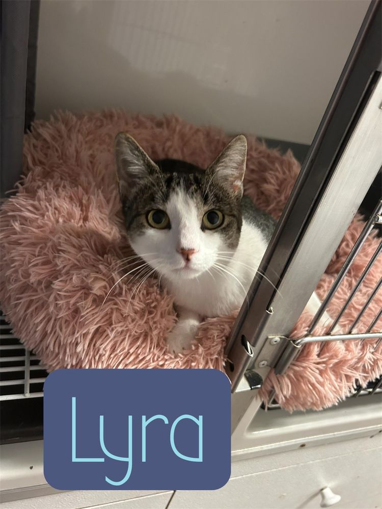 Lyra is a Domestic Short Hair cat, available for adoption in Orleans, VT.
