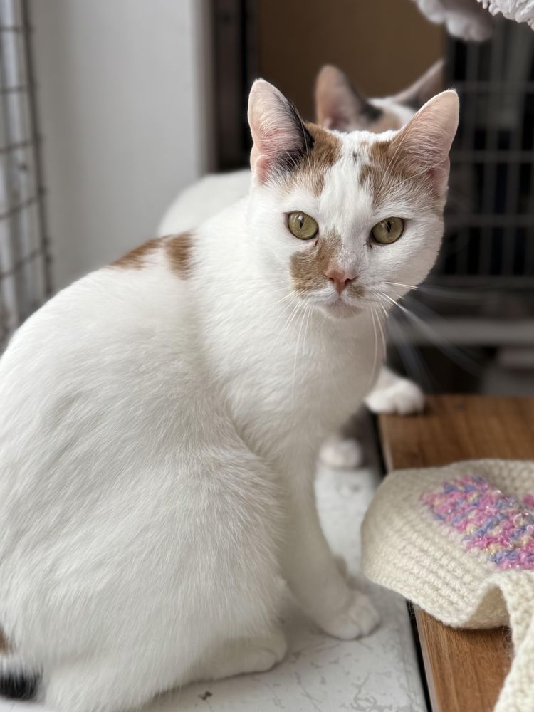Emerald is a Domestic Short Hair mix cat, available for adoption in Ilderton, ON.