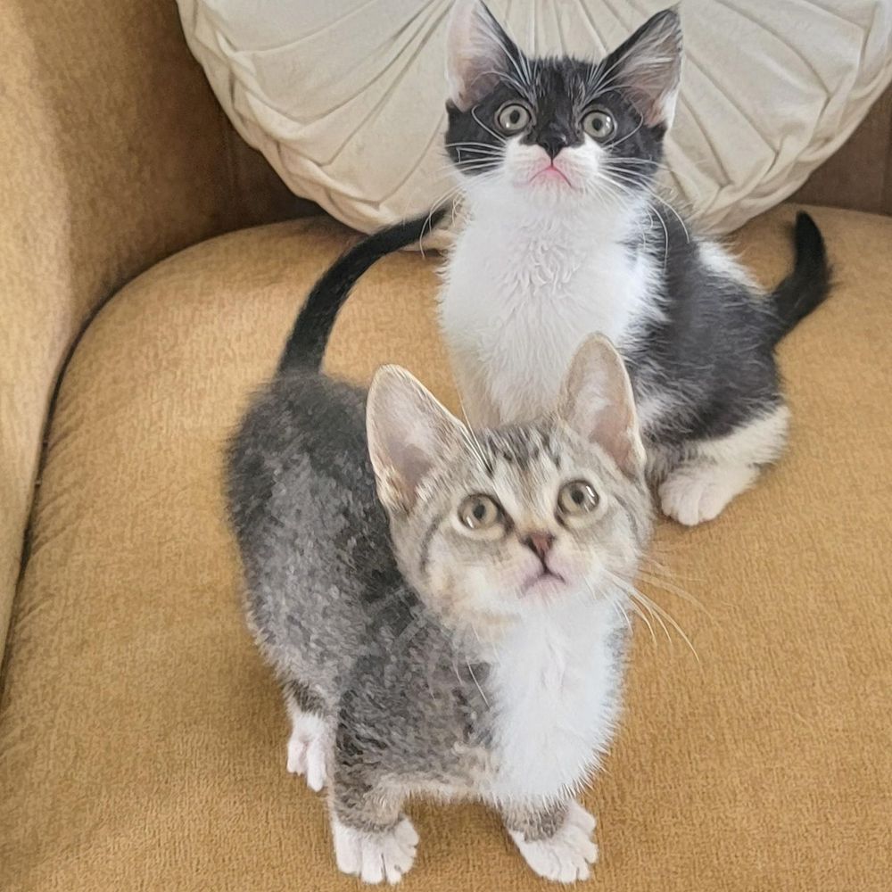 Tillie Adopted 8.23.25 is a Domestic Short Hair cat, available for adoption in Wyandotte, MI.