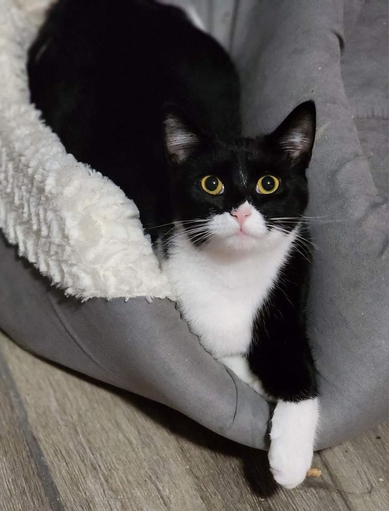Rosita is a Tuxedo cat, available for adoption in Bristol, TN.