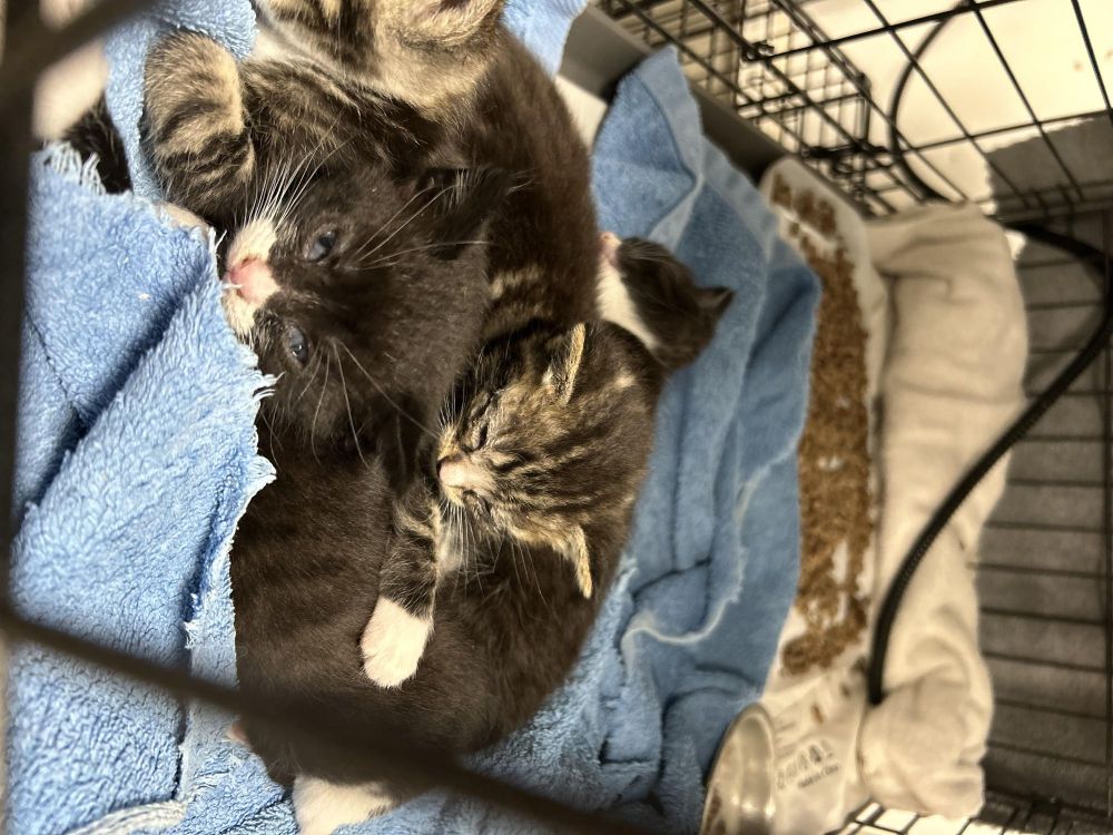Cricket’s Kittens 5 weeks old. is a Domestic Short Hair cat, available for adoption in West Nyack, NY.