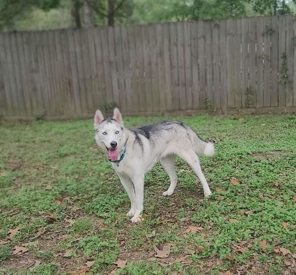 Louise is a Siberian Husky dog, available for adoption in Sugar Land, TX.